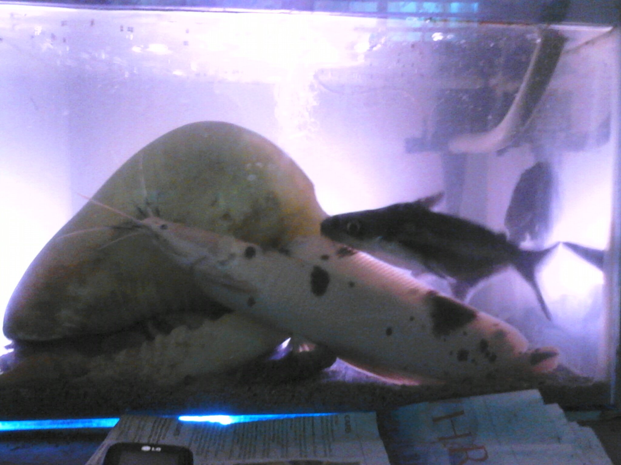 komangpring's profile picture. 1985,07,11