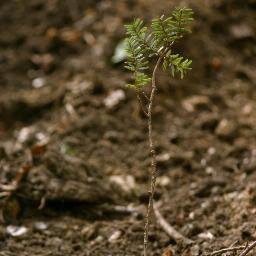 The complete tree-care company! Serving Litchfield County CT and beyond. Visit our website for more info!