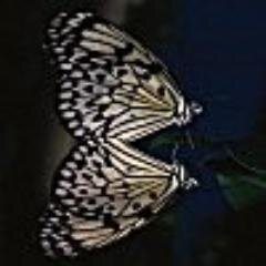 passburgrens's profile picture. Мои родители террористы... Потому что Я - БОМБА!