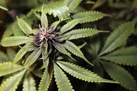 PROFESSIONAL MEDICAL MARIJUANA PHARMACY LOCATED IN THE HEART OF STUDIO CITY @ 12427 VENTURA BLVD. 818-980-2100