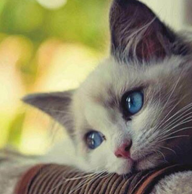 面白いことと、猫をこよなく愛しています。面白いこと好きも猫好きもどんどん絡んで下さい(*^_^*)