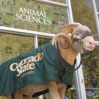CSU Animal Sciences (@csuansci) 's Twitter Profile