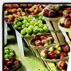 these apples are what you get when you shake my tree.