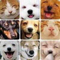 sosanimal Venezuela (@sosanimalvzla) 's Twitter Profile
