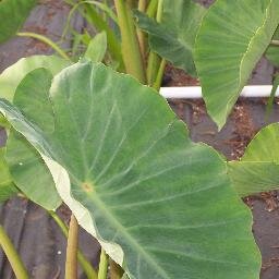 HI96790's profile picture. 