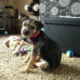 I is a good little border terrier, is a little mischievous and live with Roxy  BT Posse!