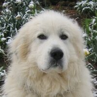 Crozet Wx (@crozetwx) 's Twitter Profile Photo