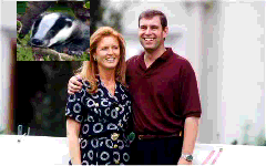 Duchess of York. learning lifes lessons the hard way. Ficticious.