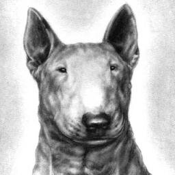 _BULL__TERRIER_'s profile picture. 