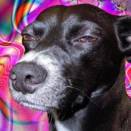 davs8 Profile Picture