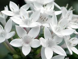 ‏​الهُدوء مِنْ أروَع الصِفَاتْ التِي أعشَقُهَا لا أعلمْ مَا السَببْ وَلكنْ رُبمَا هِي لُغَه بداخلي ..