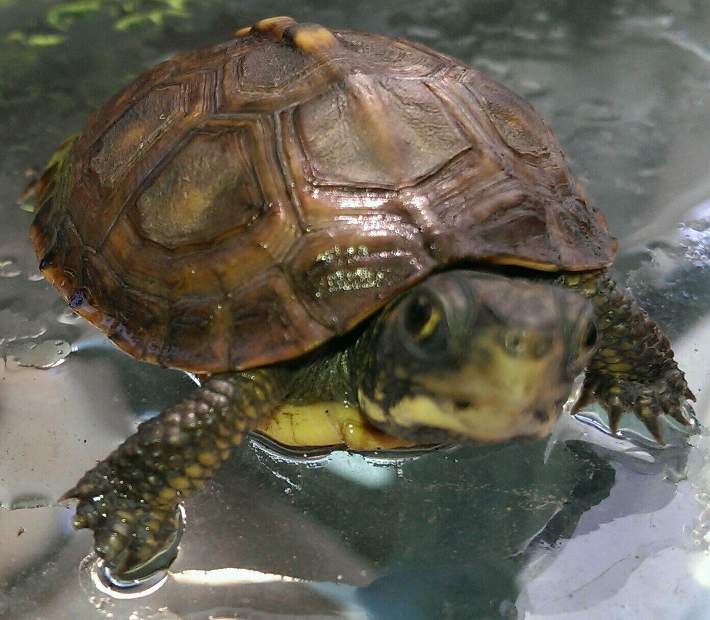 phillymicromike's profile picture. Central boy