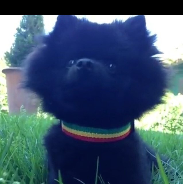 MLGBlizz's profile picture. MLG