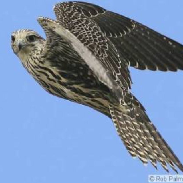 ahmadalslam's profile picture. 