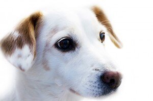 Cataracts In Dogs Caring for your best friend