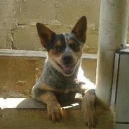 bom eu tenho 10 anos qando eu creser qero ser veterinaria e trabalhar muito e beijos entrometidosss kkkkkkkkk zoazoazoazoa