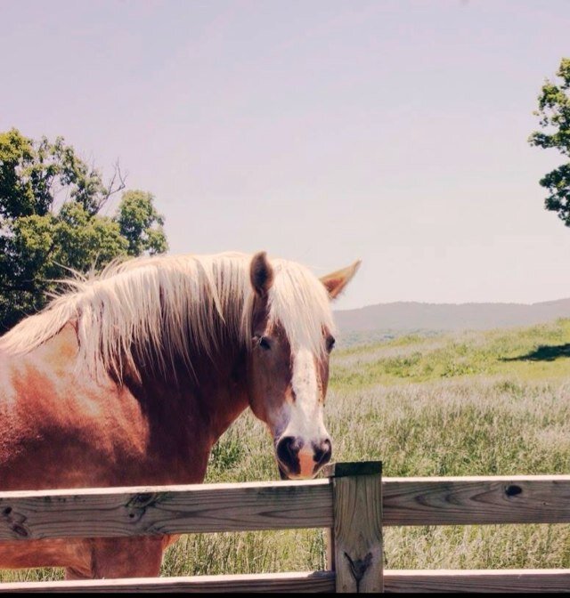 Sinkland farms is located among majestic mountains and rolling hills as the NRV's premiere venue for weddings, events, and the annual pumpkin festival !