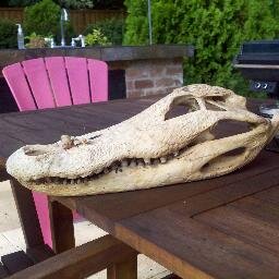 AmericanDonnie's profile picture. 