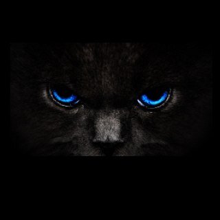 Go away... (I am a massive black tom with blue eyes) I'm like a shadow; prehaps thats why my name is Shadowpool... I have feelings for a cat...