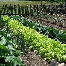 Small biz consultant, proud husband, gardening legend, working on my garden! Love Chocolate