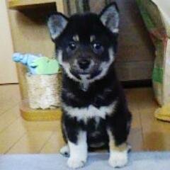 ryota_furukawaa Profile Picture