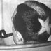 Heinrich Heineken Profile picture