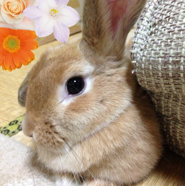 2013年2月ー2024年6月5日🌈キムさん 茶色、2013年2月ー2025年3月2日パクさん 白色、オカメインコを飼ってます