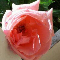 Rosa de Charcas (@mendoz1bri) 's Twitter Profile