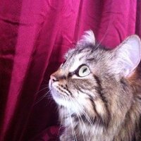 LenniDee (@lennidee) 's Twitter Profile