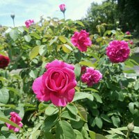 nao283283 (@nao283283) 's Twitter Profile