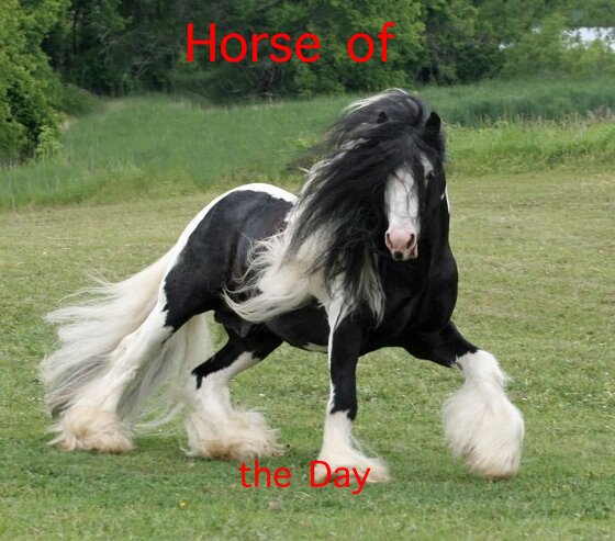 A wonderful horse for every day of your life.