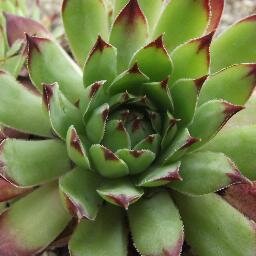 laurehin's profile picture. 