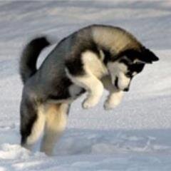 2wheeldigital's profile picture. Photography  and computer art always trying new designs.