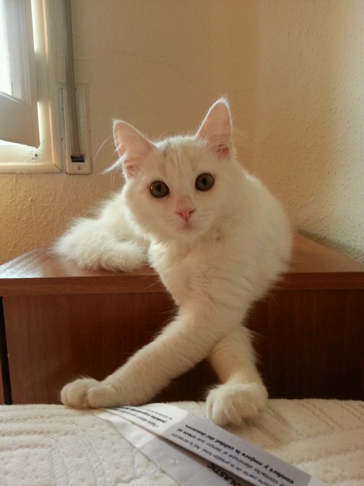 plego35's profile picture. 