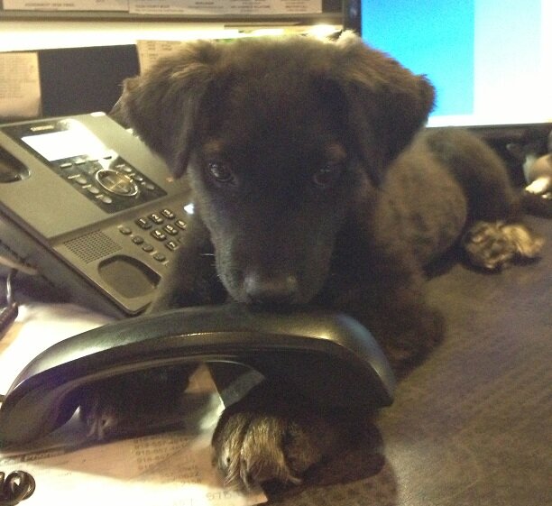 The news pup at KTUL, Tulsa's Channel 8.