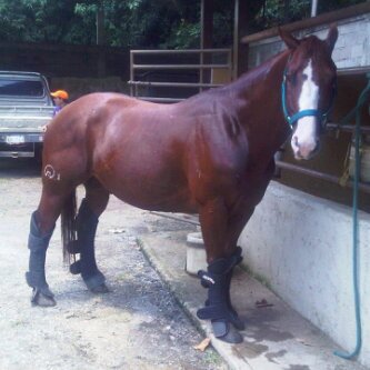 Economista,fiel convicción q Dios es justo,Amo la justicia,mi fortuna mi hijo,mi Flia son mi Tesoro, mi perro Bratt, extrañando a nuestro Caballo Tiburón