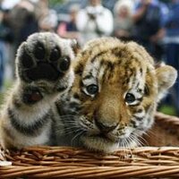 photo_photo (@photo_pictures) 's Twitter Profile