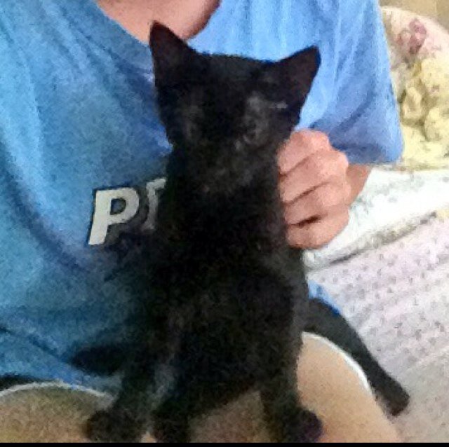 DenzelKyro's profile picture. Just a lil kitty doing lil kitty things meow #teamfollowback #teamsingle