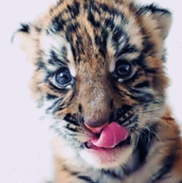 TIGERS :)