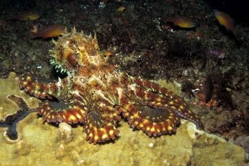 I'm an octopus!