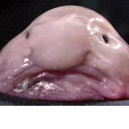 dunnylummox's profile picture. Bearded philanderer, enjoys the occasional mango jelly and frowning