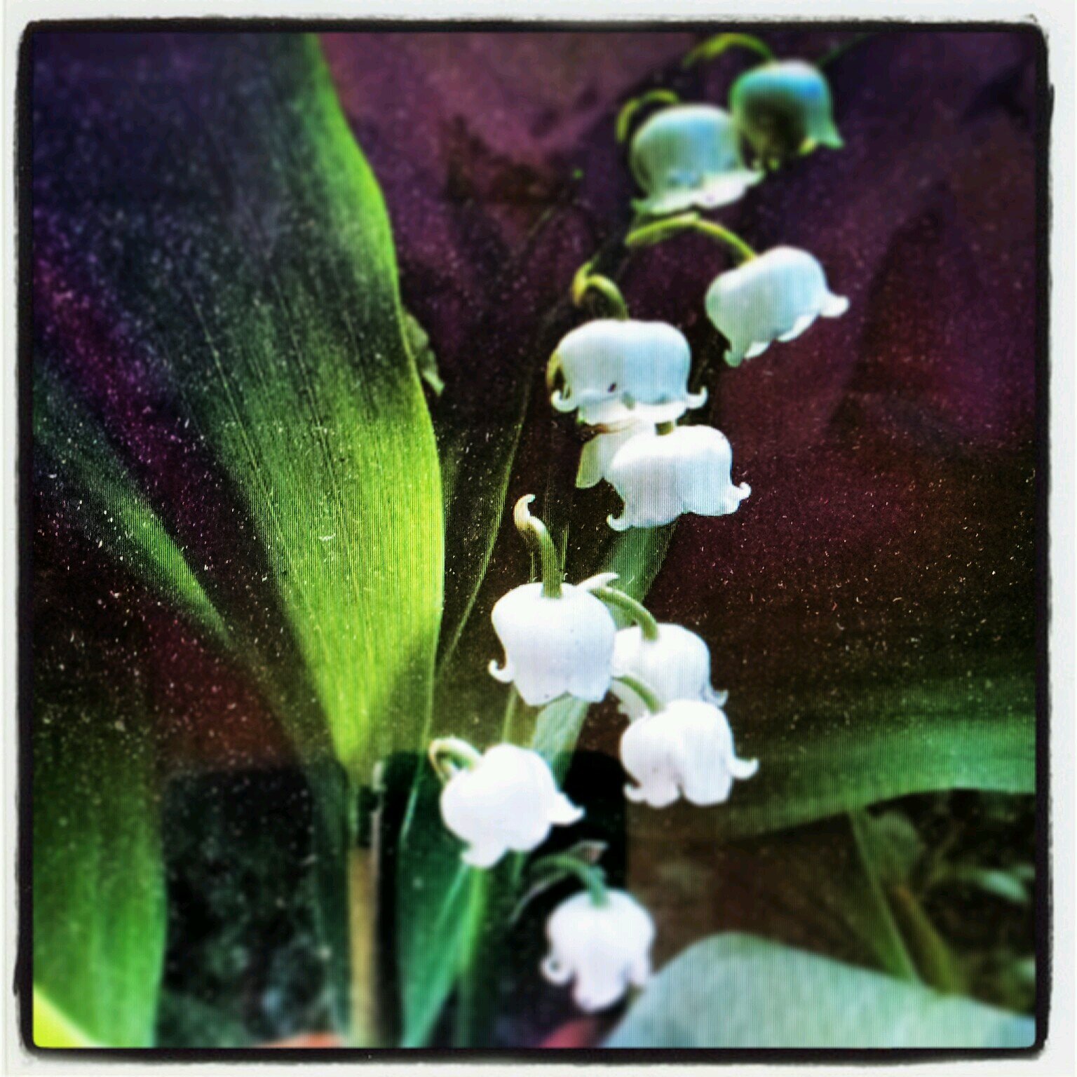 Muguetkoramaz's profile picture. 