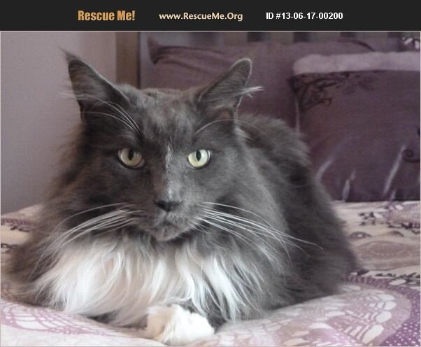 Maine Coons for Freedom, Food and Films