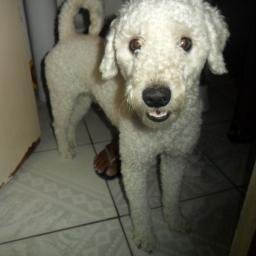 eu amo  cachorros  gatos e  hamister