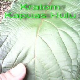 hiqmaqausyar1's profile picture. Menejer Daun Puri (Kratom Kapuas Hulu)