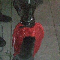 carpmaddave (@davebosshogg72) 's Twitter Profile