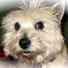 Divinity was a Therapy Dog who loved adventures.

Divinity was also the Fastest Ocean-Racing Cairn Terrier on the Planet (http://t.co/D0SCyACMFv).