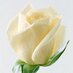 Rokeya Nilufar Banu (@rnbshafaly) Twitter profile photo