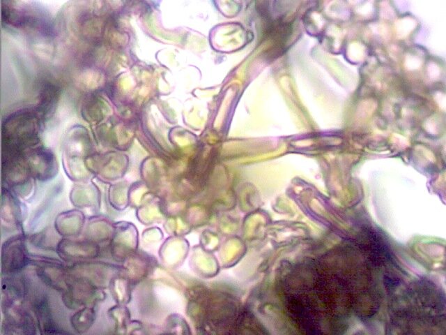 MrsMulpuriClass's profile picture. This is Mrs. Emily Mulpuri's Classroom Twitter.  I teach Biology and World Geography at Tri-West High School.