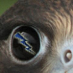 AF_FalconVision Profile Picture